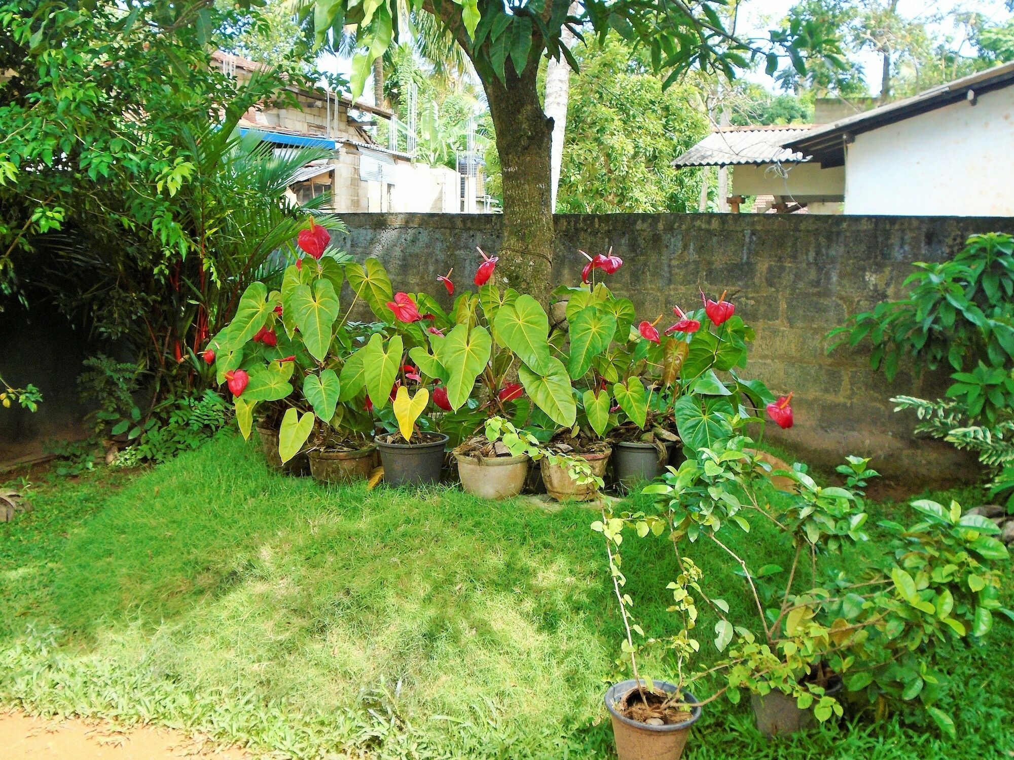 Ceylon Hostel-Galle Unawatuna Buitenkant foto